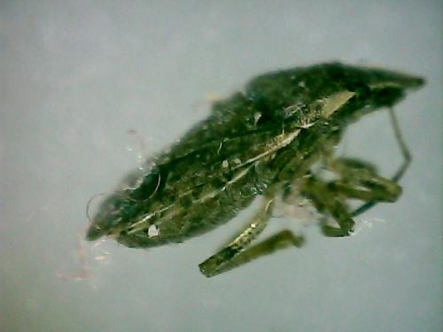 Sciocoris sideritidis